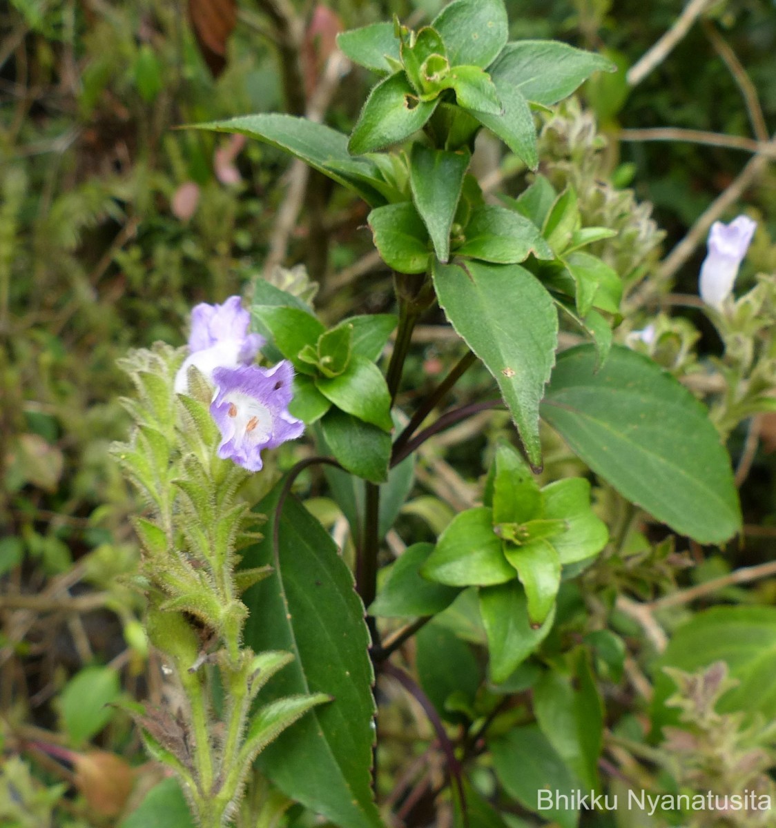 Strobilanthes rhamnifolia var. rhamnifolia (Nees) T. Anderson